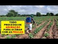 Aplicação de Adubo na Plantação de Feijão