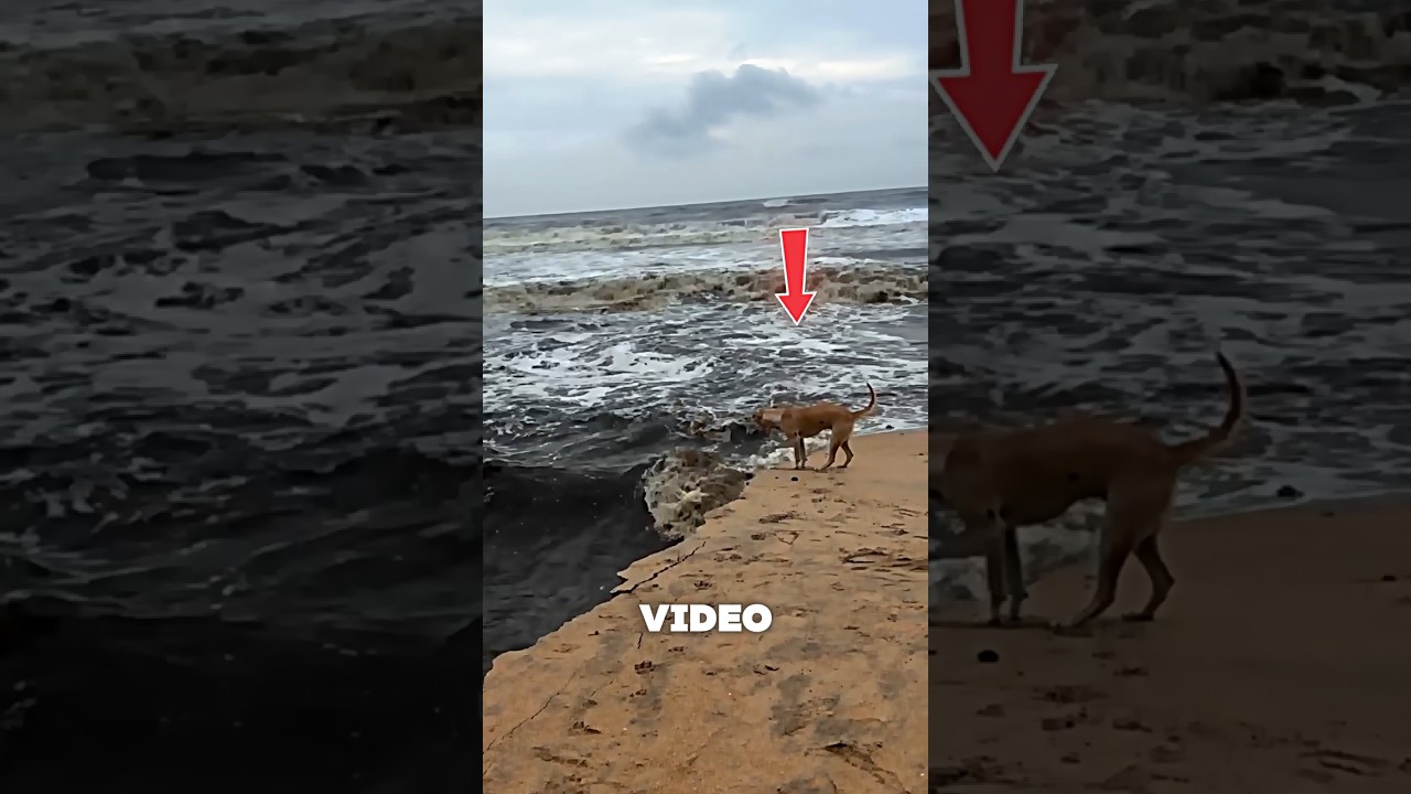 The Brave Dog That Shocked Everyone at the Beach! 🐕‍🦺🔥