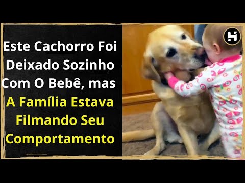 Vídeo: 20 cães que são realmente apenas balões