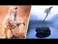 أقوي 5 مشاهد مؤثرة في عالم الحيوان لقطات مبكية 