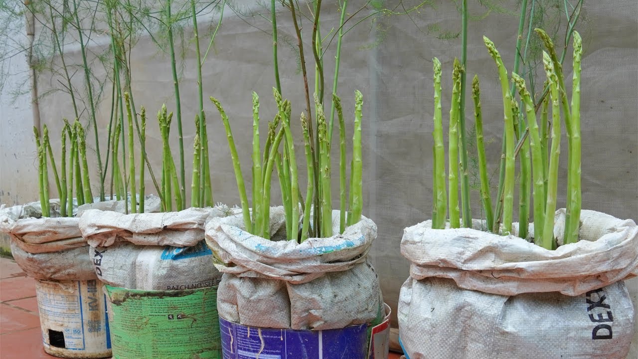 Grow Asparagus Once and Eat It All Year Round with This Simple Tip  Anyone  Can Do It!