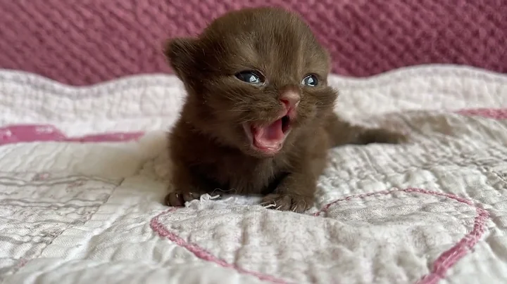 Watch the video about Katsumi 🎀🍫 British Longhair Chocolate kitten 10 day after birth