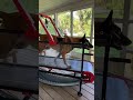 #belgian #malinois #treadmill