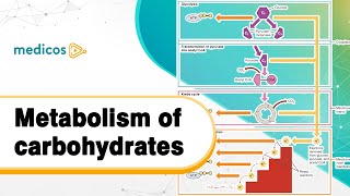 Carbohydrate Metabolism