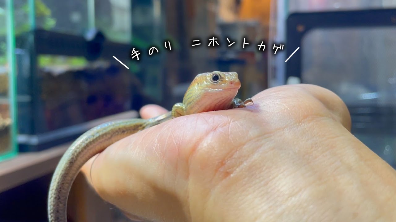 野生のニホントカゲも2年飼育すると こうなる。。