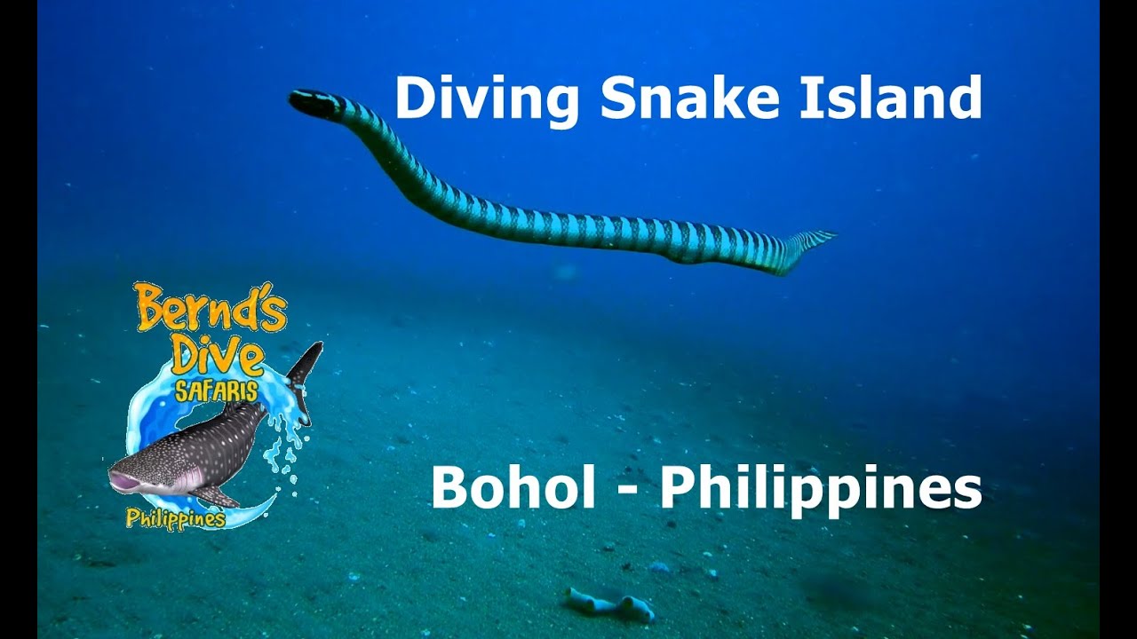 Diving Snake Island - Bohol Panglao Pamilacan Alona Beach