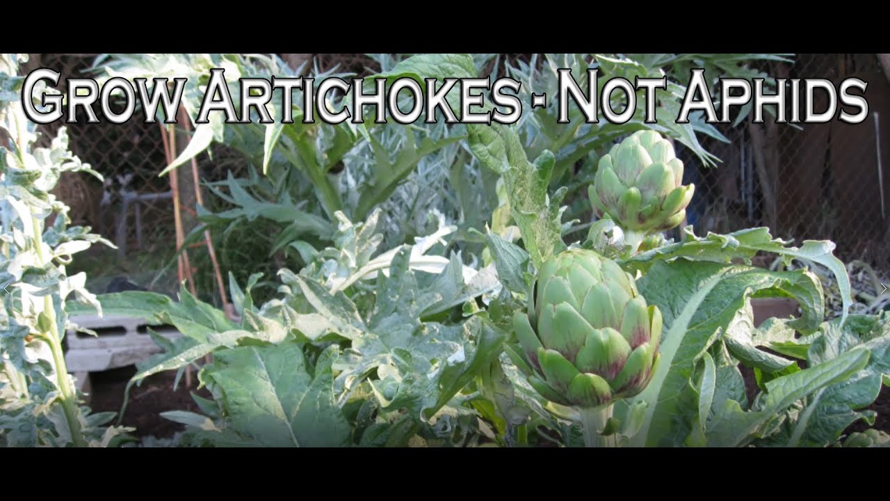 Grow Artichokes Without Aphids Start to Finish YouTube