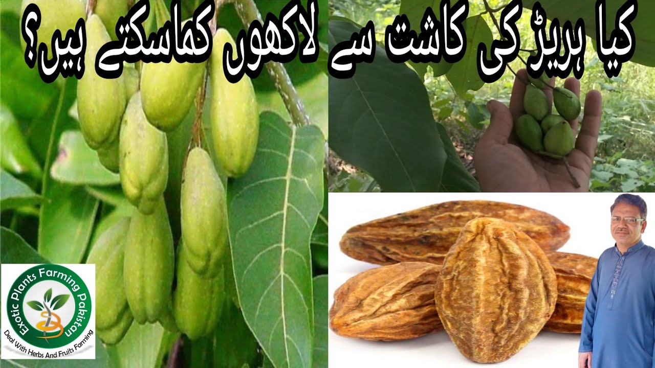 Chebulic Myrobalan farming in detail | chebulic myrobalan magic plant | terminalia chebula uses