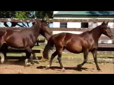 LOTE 34 - 03 ÉGUAS DOMADAS