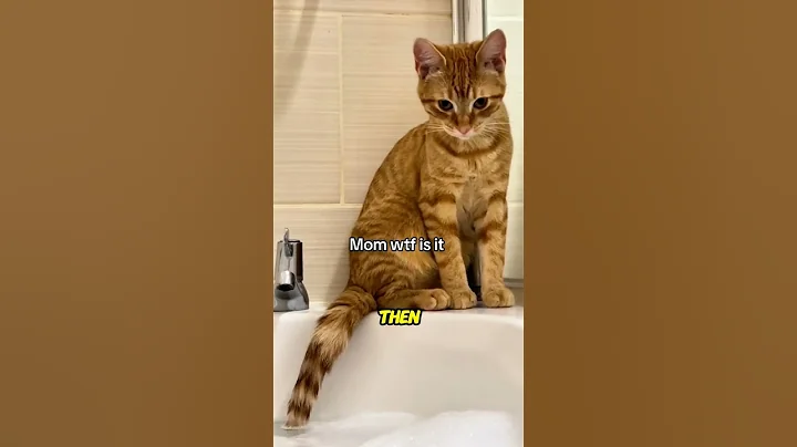 Watch the video about First-Class Cat