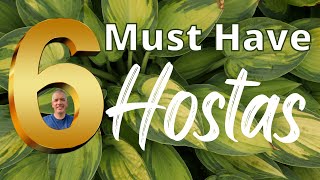 6 'MUST HAVE' Hostas for a small nursery