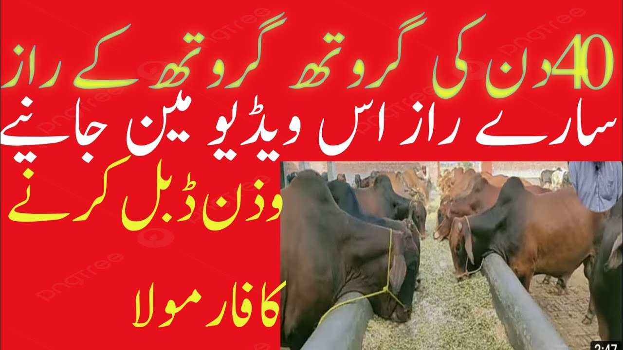 how to grow  meat weight animal  fattening animal secrets  wanda formul desi wanda in pakistan #