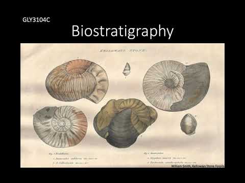 Biostratigraphy I