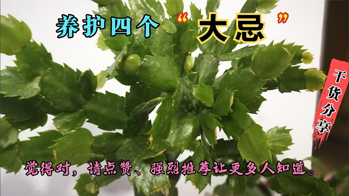 养蟹爪兰有四”大忌“，看完视频，我相信你的养花水平会提高。 - 天天要闻