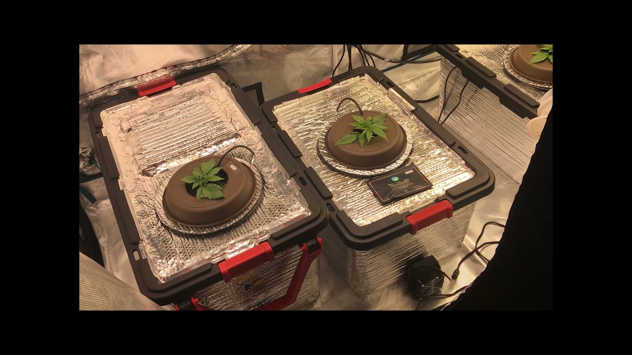 Alien Masster Kush by CMC & Strawberry Eclaire by G13 Labs