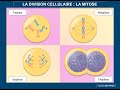 Tout savoir et comprendre sur la mitose