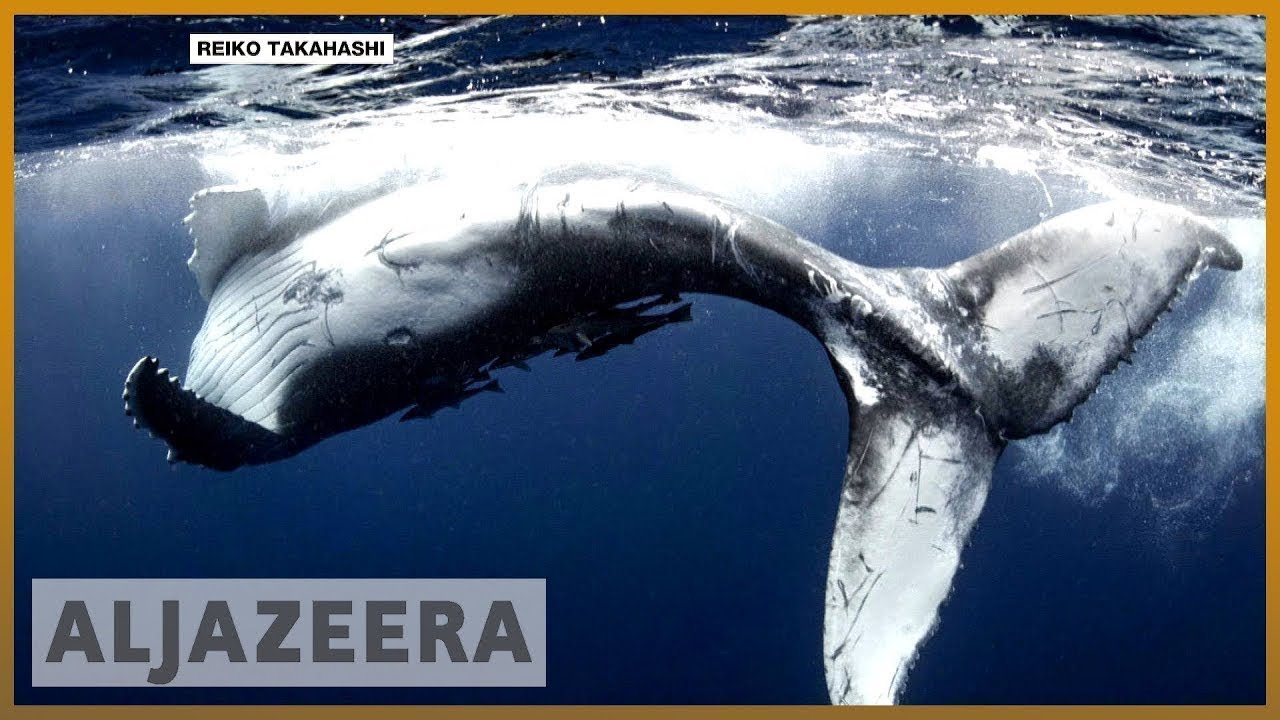 🇺🇸 يتنافس المتأهلون للتصفيات النهائية على جوائز التصوير الفوتوغرافي الأمريكية الكبرى | الجزيرة الإنجليزية