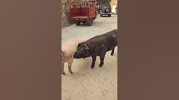 Secrets of pig training a step by step guide#26