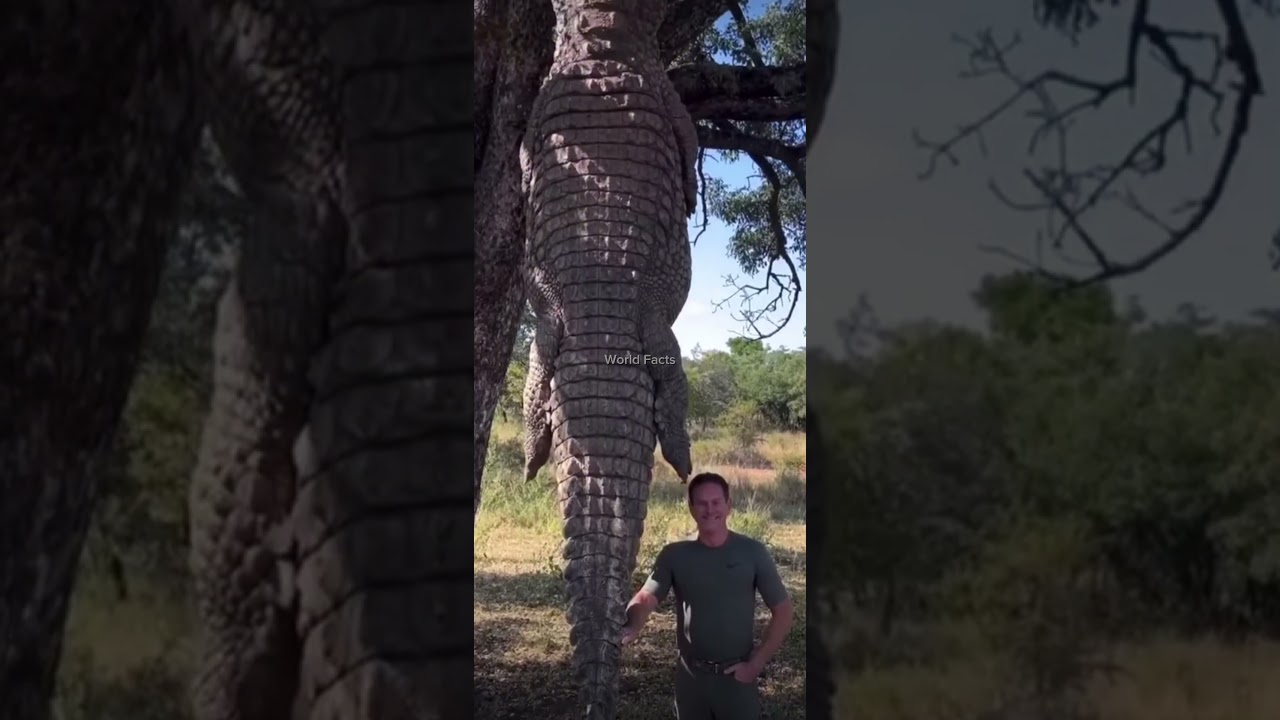 Крупный нильский крокодил более 5 метров #crocodile #wildlife #africa #крокодилы