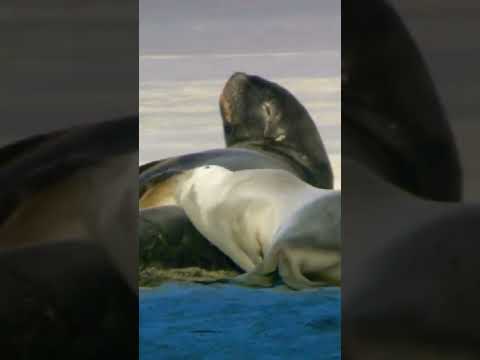 wildlife on windows 7