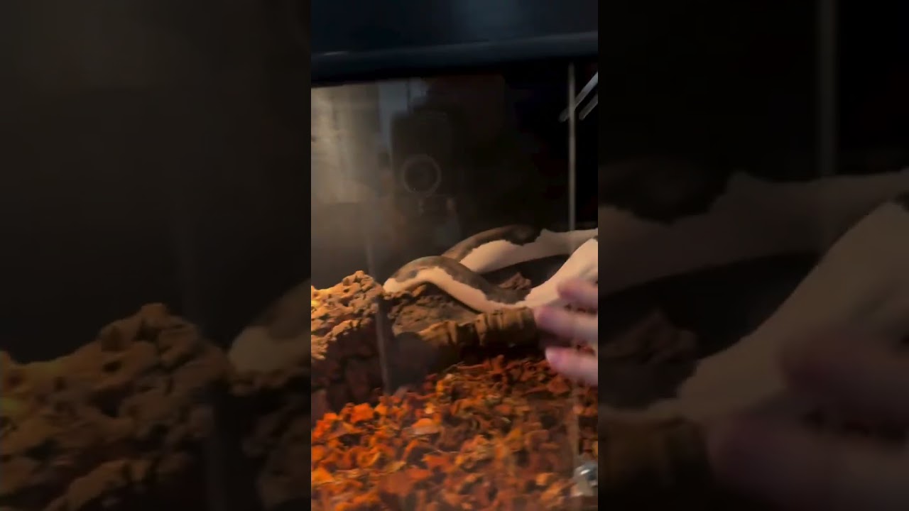 New home for reticulated python 🐍 