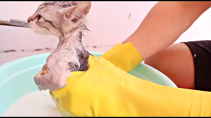 Watch the video about ✰Rescued STRAY KITTEN'S First Ever BATH!✰