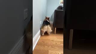Corgi backing his booty up #shorts #corgi #dogs