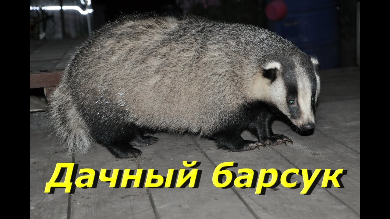 Ксуп нива барсуки контакты