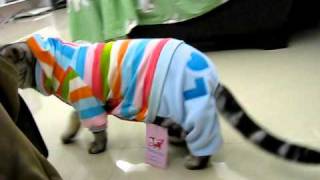 貓咪穿了衣服走路慢吞吞
