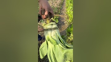 RT 867260000000477 mini rotary tillage and ridging all-in one tree 🌲 short view #rogator #rotarymowe