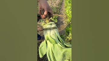 RT 867260000000477 mini rotary tillage and ridging all-in one tree 🌲 short view #rogator #rotarymowe