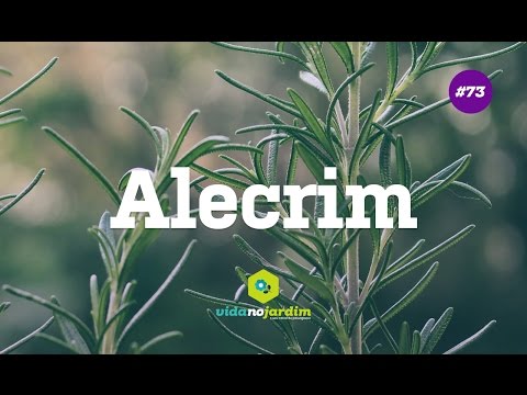 Alecrim