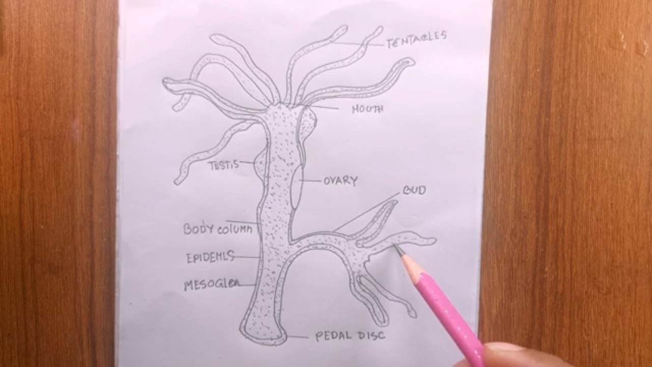 Reynolds Bio I Semester 2 Final Exam Hydra/Jellyfish Part 1 (Phylum:  Cnidarian) Diagram | Quizlet