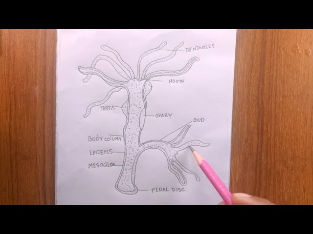 Cnidaria - Biology 11 Honours - Animalia Labs