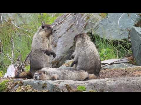 MARMOT EPIC FIGHT AND DANCE/How a marmot dance during a fight.