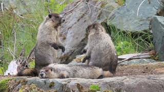 MARMOT EPIC FIGHT AND DANCE/How a marmot dance during a fight.