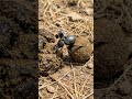 POV: You Are a Dung Beetle Surviving Underground #POV #Nature #Wildlife #Insects #MicroWorld #Shorts