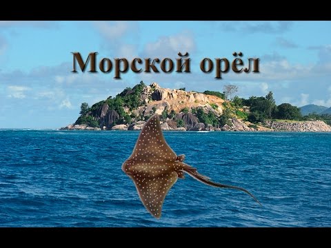 морской орел рыбалка