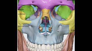 Bones forming Paranasal sinus 3D anatomy.