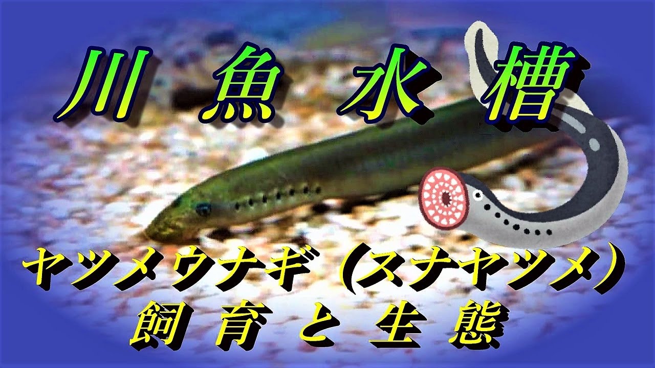 川魚水槽 ヤツメウナギ スナヤツメ 飼育と生態について Youtube