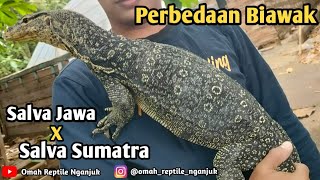 Perbedaan Biawak / Salvator Sumatra X Jawa