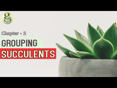 SUCCULENTS CLASSIFICATION or GROUPING | Summer Succulents and Winter Succulents + 10 Main Groups