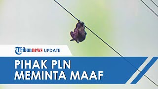 Permintaan Maaf PLN atas Insiden Bocah Bergelayut di Kabel Sling, Janji Lebih Baik dalam Pengawasan