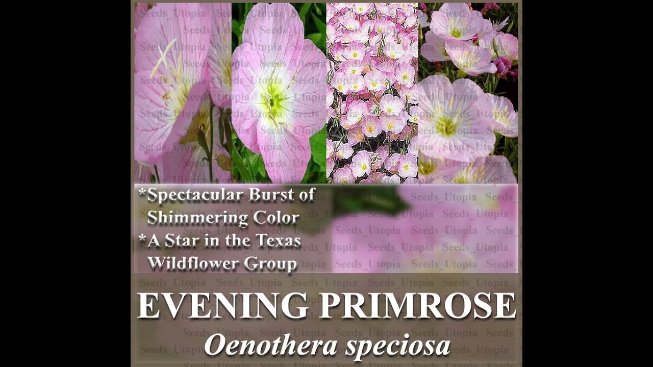 EVENING PRIMROSE Rose Flower Seeds - Oenothera speciosa  FLOWER SEEDS on  www.MySeeds.Co