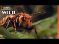 The Murder Hornet | 10 Animals That Can Kill You