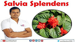 Salvia splendens plant | scarlet sage