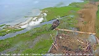 Barnegat Light Osprey Cam   YouTube   Google Chrome 2024 05 10 20 13 00 RWBB Duke