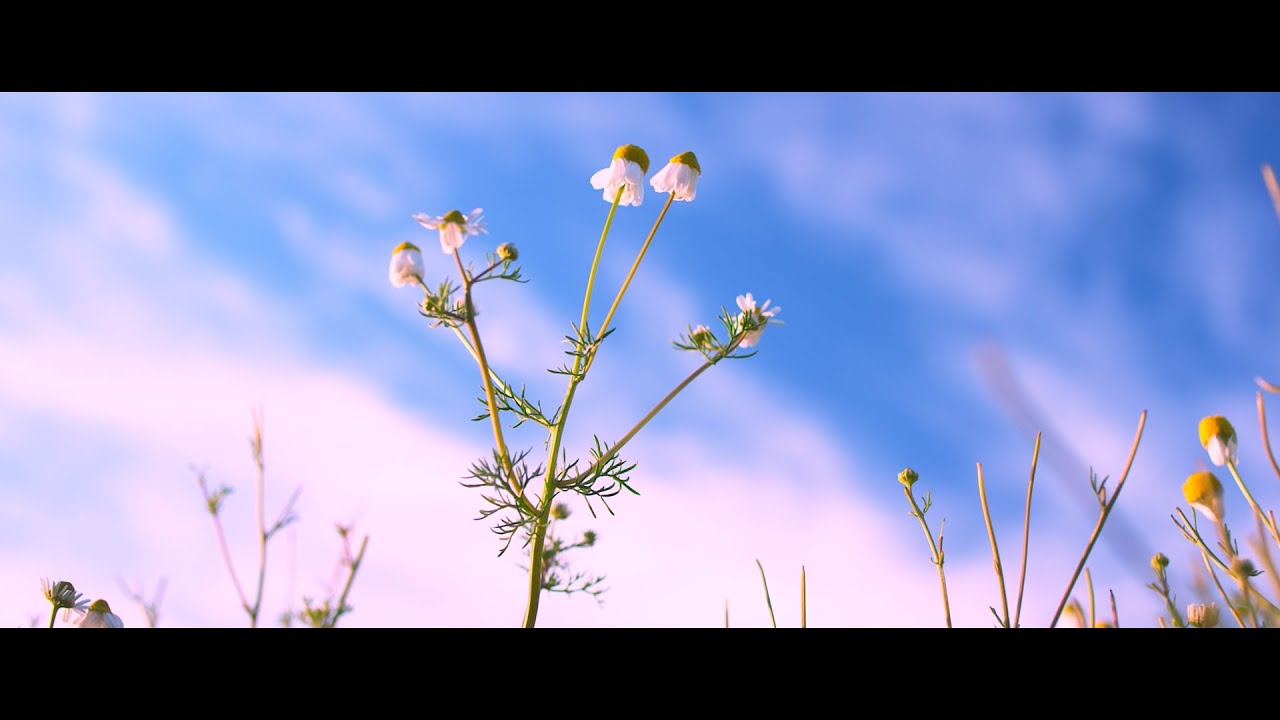 Herbal | Director's Cut