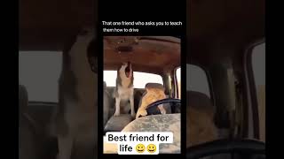 having a good time with my best friend#animals#funny