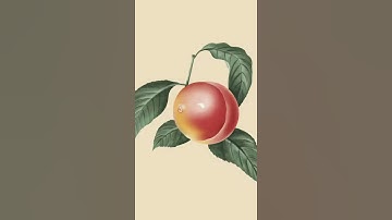 Peach Fruit iPad Drawing #shorts
